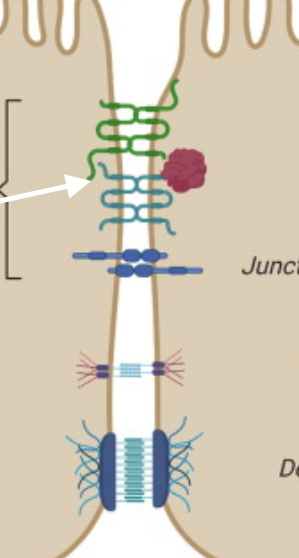 Adjacent cells firmly adhere to each other by fusion of junctional proteins on outer surfaces of adjacent plasma membranes

Present in sheets of epithelial tissue (intestinal epithelium, vascular endothelium)

Form highly selective cellular barriers to macromolecule movement - very dynamic

Maintain apical/basal cell membrane asymmetry