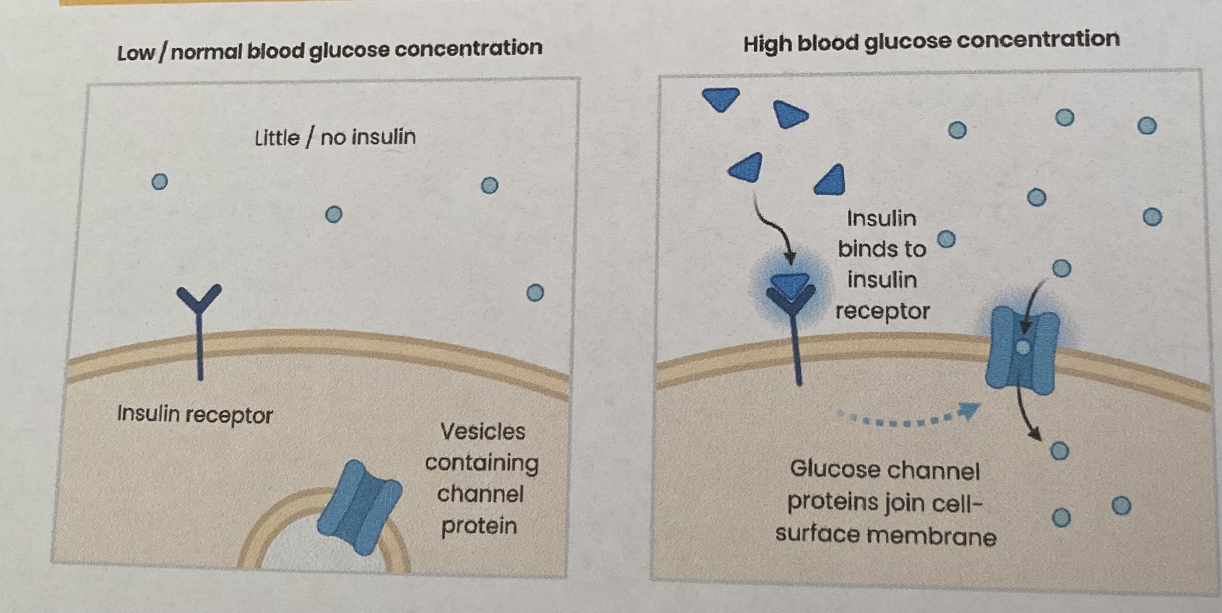 <p><strong>Beta cells</strong> in islets of Langerhans in <strong>pancreas</strong> detect blood glucose concentration is <strong>too high= secrete insulin</strong>:</p><ul><li><p>Attaches to <strong>specific receptors</strong> on cell surface membranes of <strong>target cells</strong> e.g. liver/ muscles </p></li></ul><ol><li><p>This causes more glucose <strong>channel proteins</strong> to join cell surface membrane</p><ul><li><p>increasing <strong>permeability</strong> to glucose</p></li><li><p>so more glucose can enter cell by <strong>facilitated diffusion</strong></p></li></ul></li><li><p>This also activates <strong>enzymes</strong> involved in conversion of <strong>glucose to glycogen</strong> (glycogenesis)</p><ul><li><p><strong>lowering</strong> glucose concentration in cells, creating a <strong>concentration gradient</strong></p></li><li><p>so glucose enters cell by <strong>facilitated diffusion</strong></p></li></ul></li></ol><p></p>