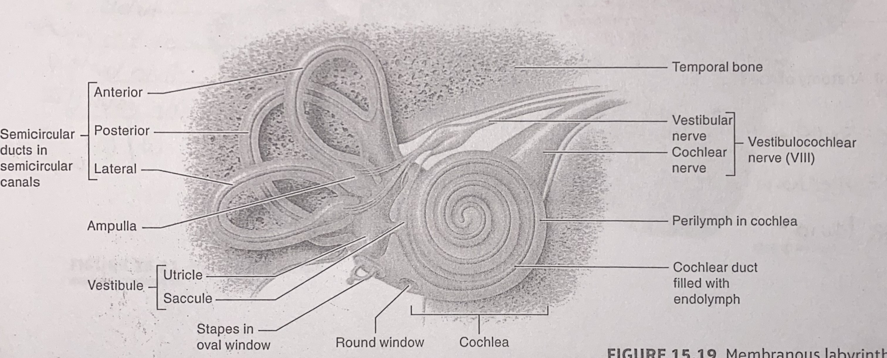 <ul><li><p>semicircular ducts</p></li><li><p>ampullae</p><ul><li><p>When your head rotates, the fluid (endolymph) inside the canals lags behind due to inertia. This causes the cupula to bend, which in turn bends the stereocilia on the hair cells. That bending generates nerve impulses</p></li></ul></li><li><p>rotational acceleration of the head</p></li><li><p>MOVEMENT</p></li></ul><p></p>