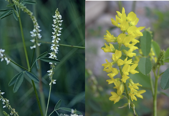 <p>sweet clover </p>