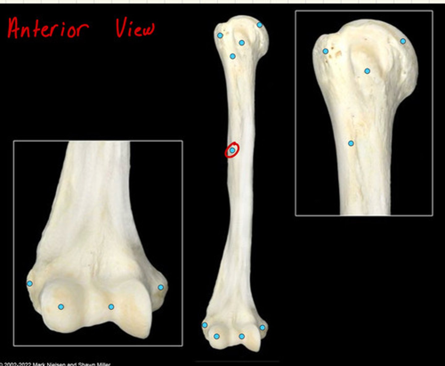 knowt flashcard image