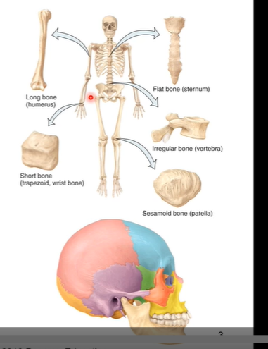 <ul><li><p>Long (greater in length than width)- ex humerus, fibula, etc. primarily in upper and lower extremities </p></li><li><p>Flat- like a protective shield like ex sternum.  </p></li><li><p>Sutural- found in skull. typically fuse together. make skull serve as one big bone instead of many unfused parts</p></li><li><p>Irregular ( complex shapes)- like vertebra </p></li><li><p>Short (cube shaped)- in carpals of wrist or tarsals of feet. help with stability and subtle movements for gliding. ex trapezoid bone</p></li><li><p>Sesamoid (shaped like a sesame seed)- changes direction of forces from muscles. ex patella (knee cap).</p></li></ul><p></p>
