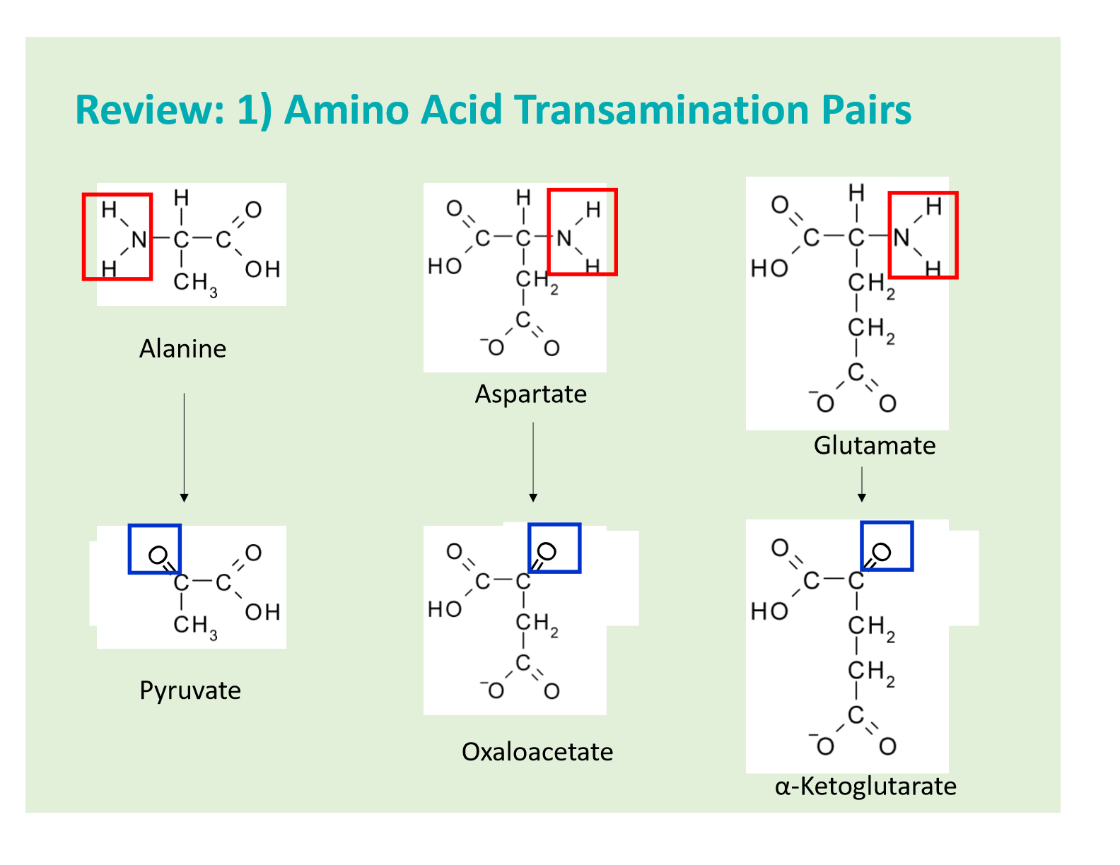 <p>*amino acids enter the CAC at the level of their transanimation pairs </p>