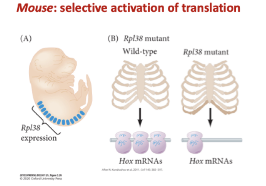 <p>how do ribosomal selectivity generate differential gene expression? </p><p>what stage of development does it occur during?</p>