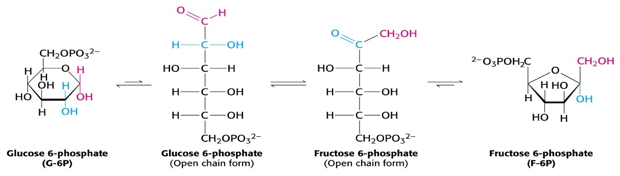 <p><span>Formation of Fructose 6-phosphate</span></p><ul><li><p><span>Isomerisation of Glucose 6-P to Fructose 6-P is a completely reversible reaction carried out by the enzyme <em>phosphoglucose isomerase</em>.</span></p></li><li><p><span>Convert from one isomer (glucose) to another (fructose) by Tautomerisation</span></p></li></ul><p></p>