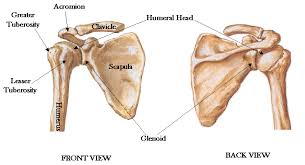 <p>boney ring of two scapulae and clavicles </p><p></p>
