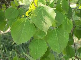 <p>populus tremola</p>