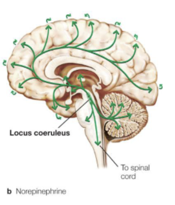 <ul><li><p>arousal;</p></li><li><p><em>Locus Coeruleus</em>;</p></li><li><p>fight-or-flight response;</p></li></ul><p></p>
