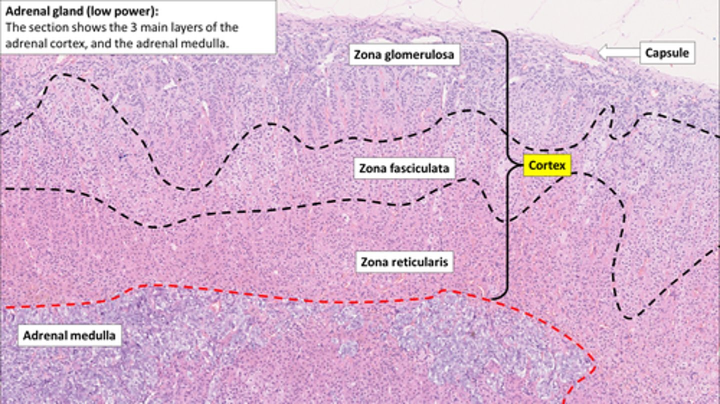 <p>Adrenal Layers</p>