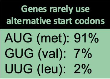 <p>AUG (met): 91%</p><p>GUG (val): 7%</p><p>UUG (leu): 2%</p>