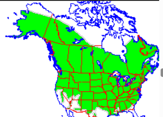 <p>Which species fits the following habitat and management concerns?</p><p><br>Habitat: Semi-aquatic; brackish and freshwater marshes, ponds, rivers, and streams</p><p>Management issues: Important furbearer; ag pests - feeds on grains and weaken dikes around marshes</p>