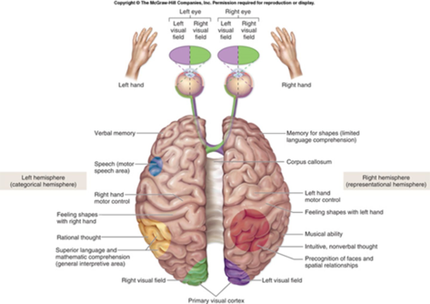 <p>in right handers, the left hemisphere is almost always categorical, speech-dominant; left-handed individuals may have either hemisphere be categorical</p>