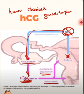 <p><strong><em>Pregnancy tests detect the hormone human chorionic gonadotropin, which is ONLY secreted by the developing embryo. </em></strong><br><br>Human chorionic gonadotropin is released by the embryo, and it targets the corpus luteum, causing it to secrete more progesterone to maintain the thickened uterine lining so that the embryo is protected inside the uterus.<br><br>And since some traces of HCG still remain in the urine. So if a woman with an embryo pees on a pregnancy test, the pregnancy test will detect the presence of HCG molecules in her urine.</p>