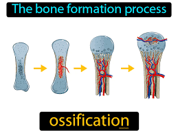 <p>Age can be determined by the different stages of bone ossification </p>