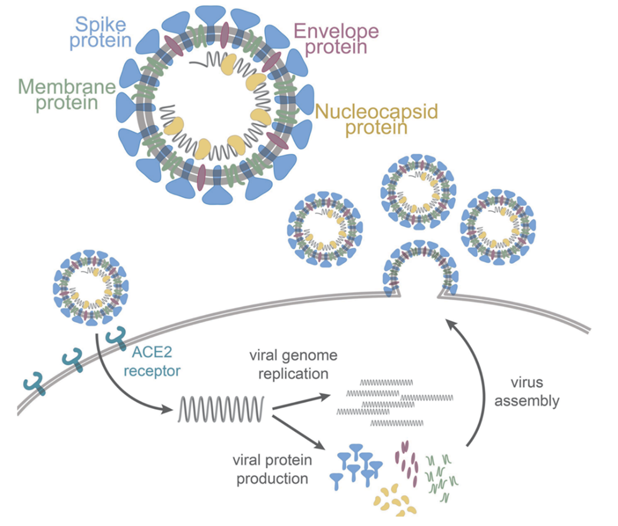 <p>The figure below shows the life history of a _________________ like SARs-CoV-2. a. RNA virus b. RNA retrovirus c. DNA virus</p>