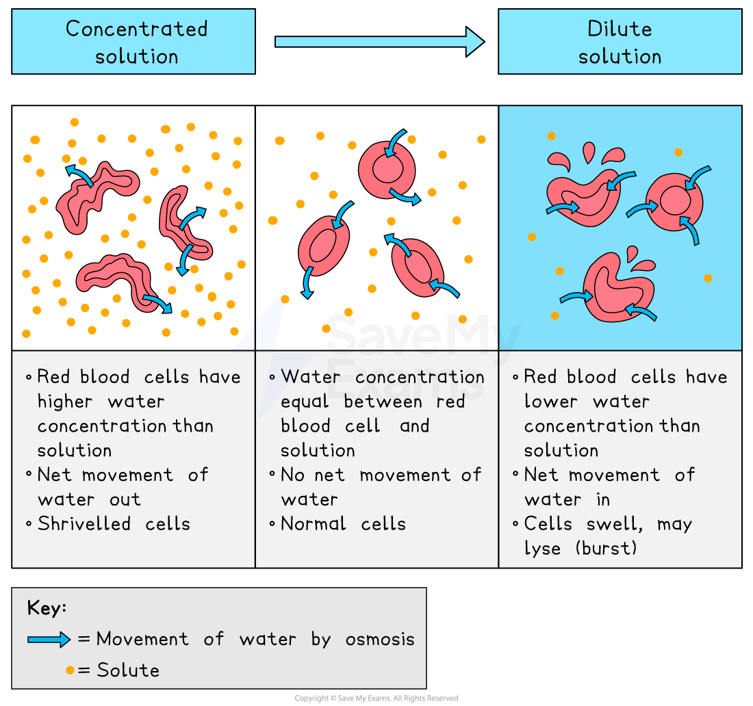 <ul><li><p>without a cell wall, osmosis can have severe effects on animal cells:</p><ul><li><p>in concentrated solutions, cells lose water and become crenated</p></li><li><p>in distilled water, the cell gains water and bursts as it lacks a cell wall to maintain structure</p></li></ul></li></ul><p></p>