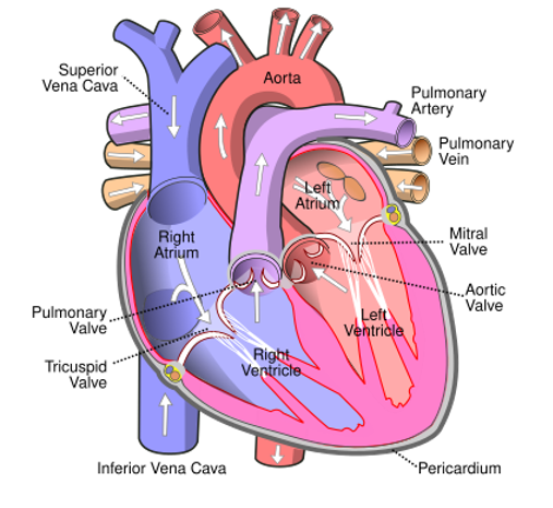 <ul><li><p>Blood travels to the heart through the superior vena cava (head, neck, and forelimbs) and inferior vena cava (trunk and hind limbs)</p></li><li><p>The superior and inferior vena cava flow into the right atrium, moves into right ventricle, finally pushed into lungs in the pulmonary arteries. </p></li><li><p>The blood then picks up oxygen and travels back to the heart into left atrium through the pulmonary veins</p></li><li><p>The oxygen-rich blood travels through the left atrium to the left ventricle and exits to the body through the aorta</p></li><li><p>The aorta provides blood to the heart through the coronary arteries</p></li></ul><p></p>