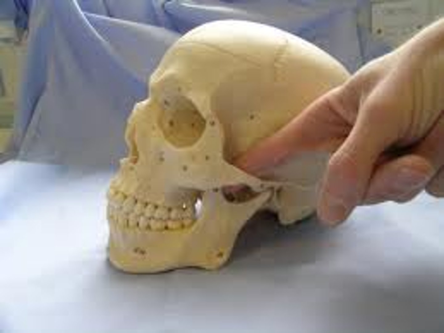 <p>depression</p><p>depression behind the zygomatic arch</p>