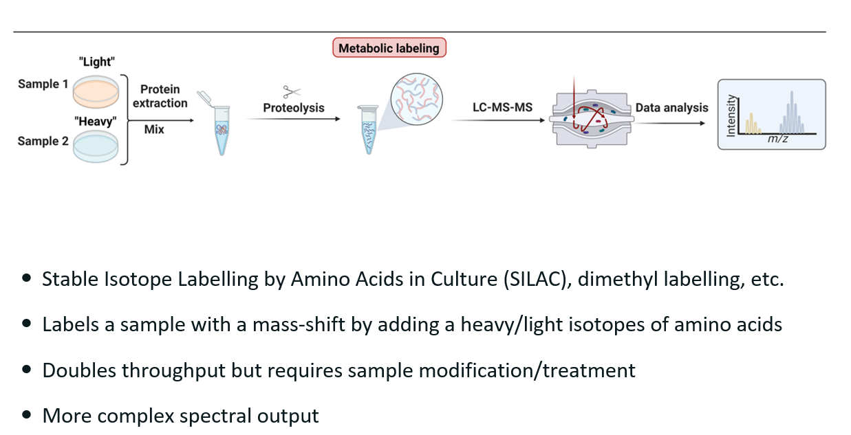 <p><strong><u>What?</u></strong></p><ul><li><p>Stable Isotope Labelling by Amino Acids in Culture.</p></li><li><p>Type of metabolic labelling.</p></li></ul><p><strong><u>How does it work?</u></strong></p><ul><li><p>Replace an amino-acid in one of the sample with a heavy isotope. Thus, we have a “heavy” and a “light” sample.</p></li><li><p>Both samples are mixed and inputted in the mass spec together.</p></li><li><p>In the MS2 spectra, we see two groups of peptides due to the mass shift, thus allowing to easily distinguish the two samples in the result.</p></li></ul><p>Pros:</p><ul><li><p>Can run TWO samples at the same time, thus saving time.</p></li></ul><p>Cons:</p><ul><li><p>More complex spectra.</p></li></ul><p></p>