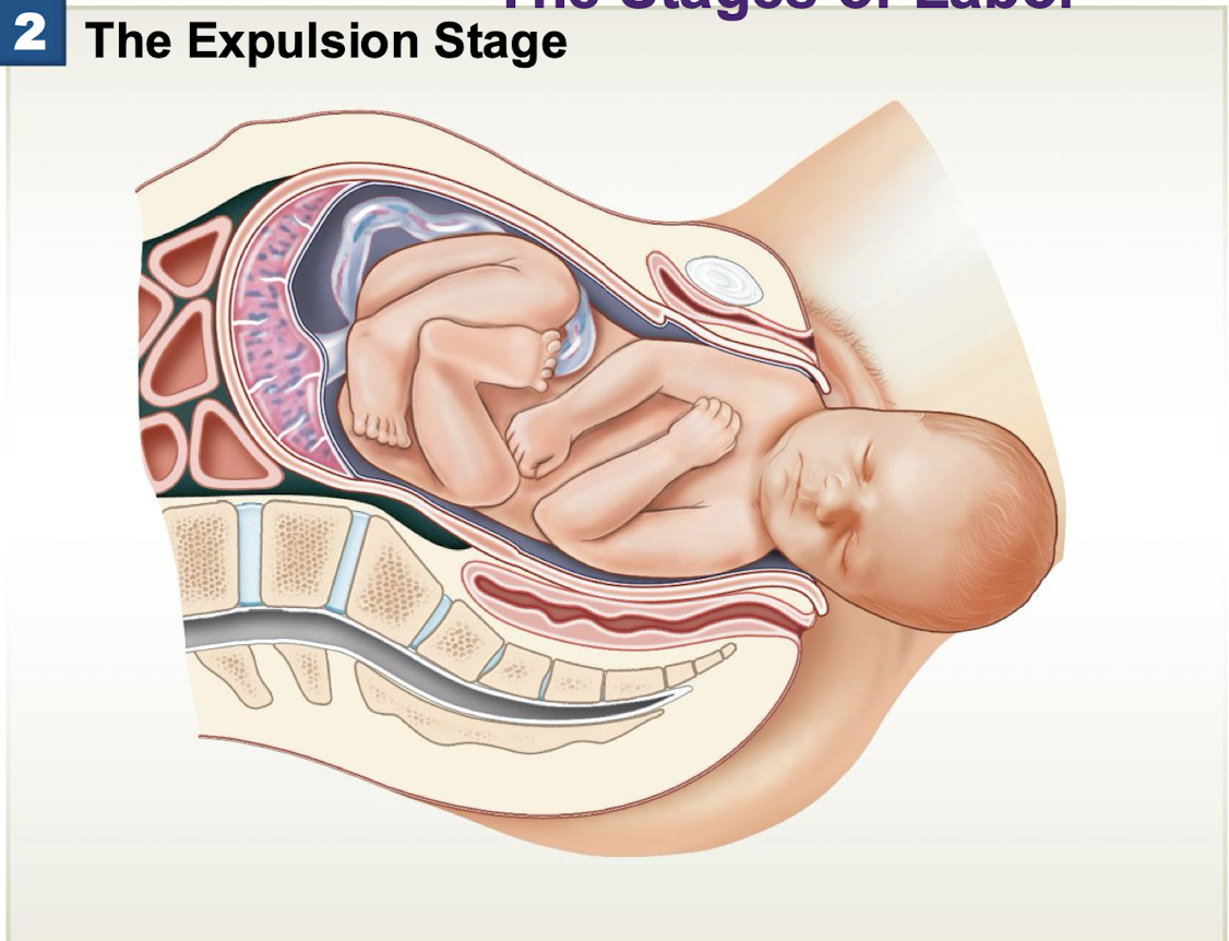 <ul><li><p>the movement of the fetus through the cervical canal and vagina </p></li><li><p>Delivery can be helped by episiotomy (cut between vagina and anus) or cesarian section </p></li></ul><p></p>