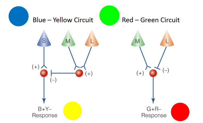 <p>Stare at blue for a while, neurons tire out for short wavelength cone and will see yellow instead </p>