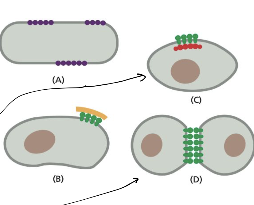 <p>A. proteins can self-assemble into large aggregates</p><p>B. they can be tethered by interactions with assemblies of macromolecules inside the cell</p><p>C. they can be tethered by interactions with assemblies of macromolecules outside the cell</p><p>D. interact with proteins on the surface of another cell</p>