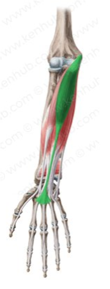 <ul><li><p>distal half of flexor retinaculim and palmar apneurosis</p></li></ul>