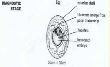 <p><span>Recovery and</span><br><span>identification of ova in</span><br><span>feces</span><br><span>4 50 x 30</span><br><span>um</span><br><span>4 thin, colorless shell</span><br><span>4 filaments emerge from</span><br><span>polar thickenings</span><br><span>4 contains hexacanth</span><br><span>embryo</span><br><span>– six tiny hooklets (3</span><br><span>pair)</span></p>