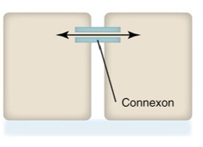 <p>What type of junctional complex is this?</p>