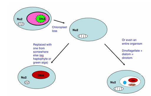 <ul><li><p>Some dinoflagellates have lost their chloroplast and replaced it with one they acquired from elsewhere (haptophyte or a green alga). </p></li><li><p>Others have replaced it with an entire organism – a diatom – to form a ‘dinotom’. </p></li><li><p>So in the dinotoms we have two different nuclei, two different mitochondria and one chloroplast. There are also two different mitochondria. That makes five genomes in one cell in total! </p></li><li><p>More than enough for anyone to cope with, you might think – but not the ciliate Mesodinium rubrum. It eats cryptophytes and maintain the cryptophyte nucleus (1), nucleomorph (2), chloroplast (3), and mitochondrion (4). </p></li><li><p>It has its own mitochondrion (5) and, being a ciliate, has a micronucleus (6) and macronucleus (7). That’s seven genomes in one cell.</p></li></ul><p></p>