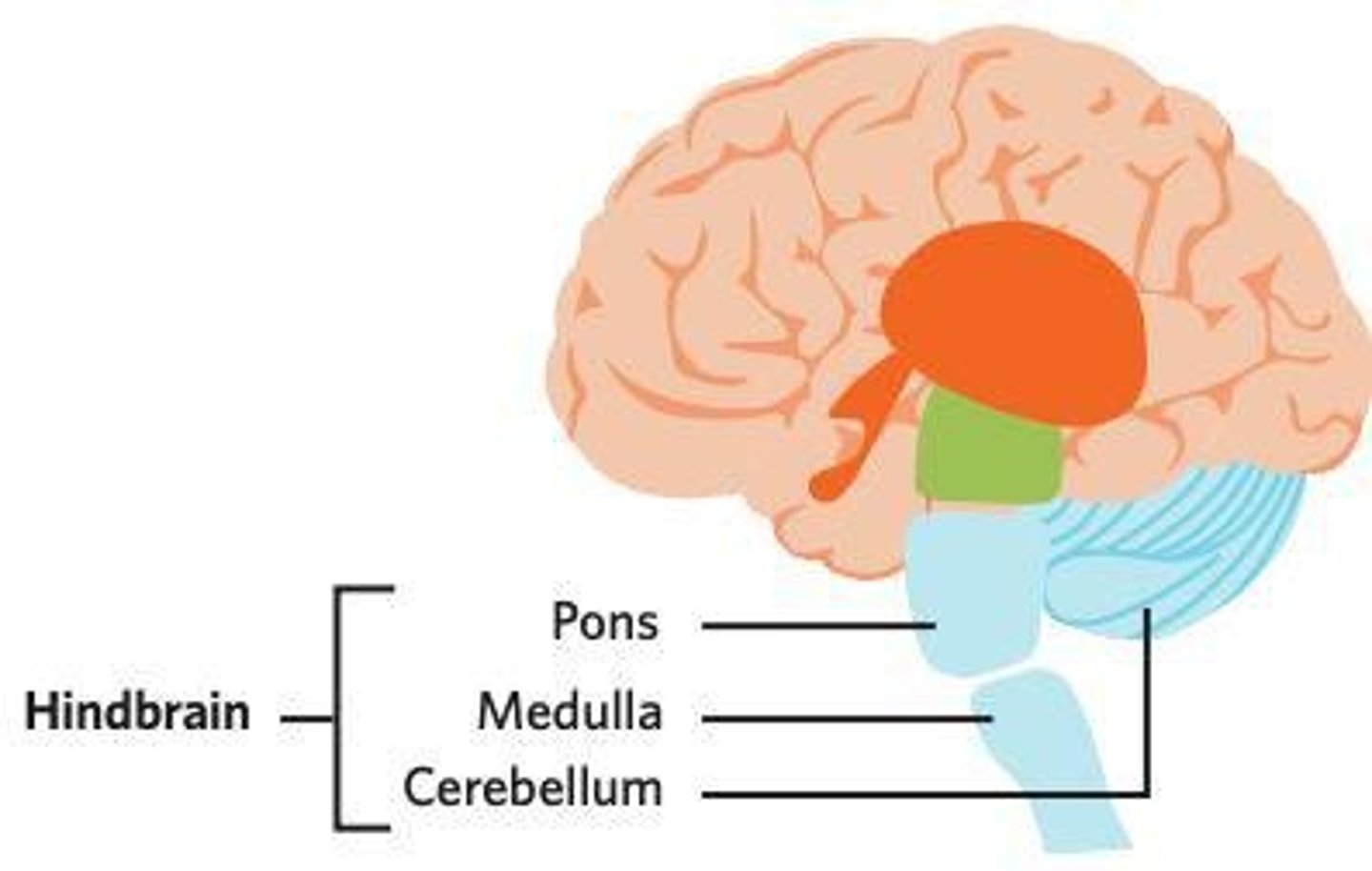<p>Cerebellum and medulla</p>