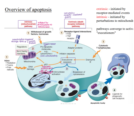 <ol><li><p><strong>Extrinsic </strong>(receptor mediated, e.g. Fas death receptor, TGF receptor)</p></li><li><p><strong>Intrinsic </strong>(mitochondria mediated, CD8+ T cells, cell injury, lack of growth signals)</p></li></ol><p>Converge at <strong>proteolytic executioner caspases</strong></p>