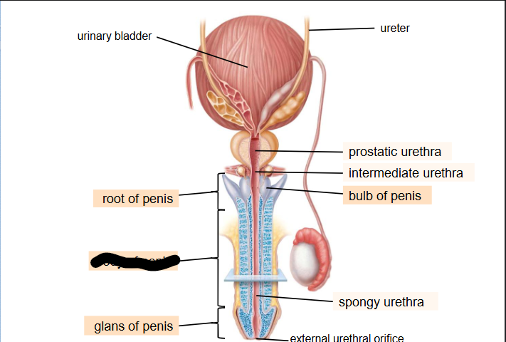 <p>What is this within the Penis?</p>