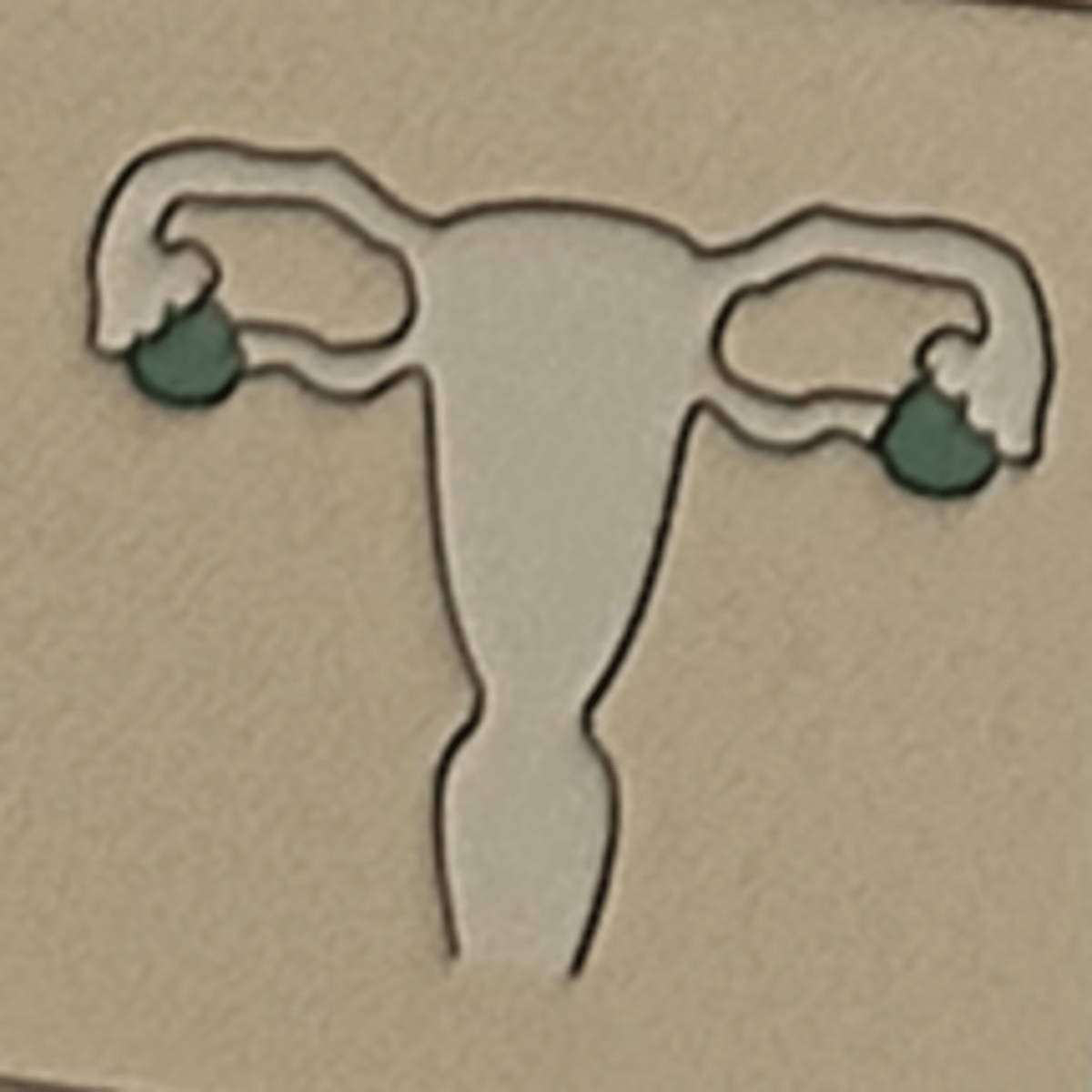 <p>Ovaries</p>