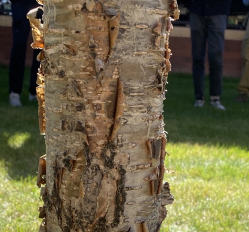 <p>Yellow birch. Alternating leaves, doubly serrated, cordate base. Bark yellowish to bronze</p>