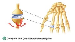 <p>Biaxial joint (e.g., radiocarpal extension, flexion at the wrist)</p>