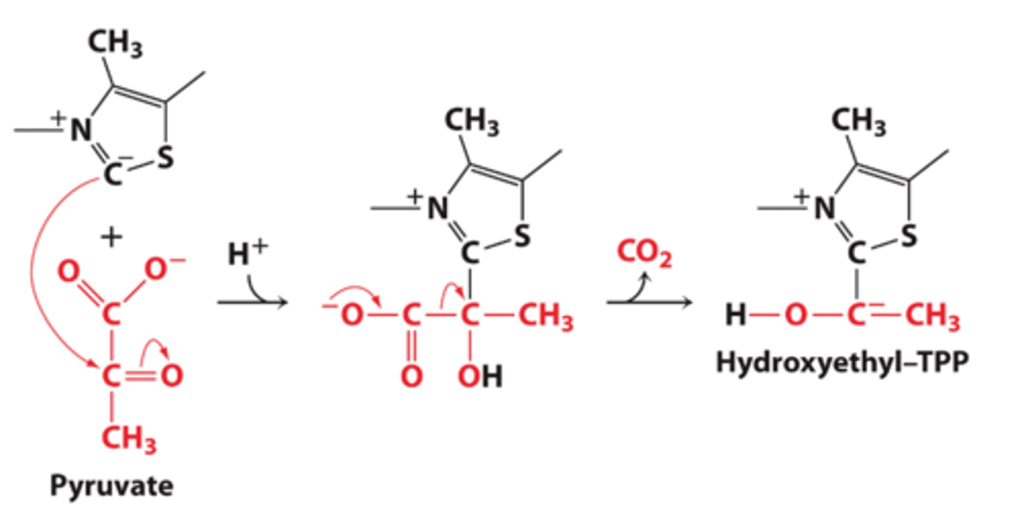 <p>-De CH groep tussen de N en S groep van TPP is veel zuurder dan andere CH groepen. Hierdoor zal deze ioniseren tot een carbonion (C-). Deze bindt gemakkelijk aan de carbonylgroep van pyruvaat.</p><p>-Nadat TPP hieraan is gebonden, zal er decarboxylering plaatsvinden van pyruvaat. Hierdoor ontstaat hydroxyl-TPP</p>