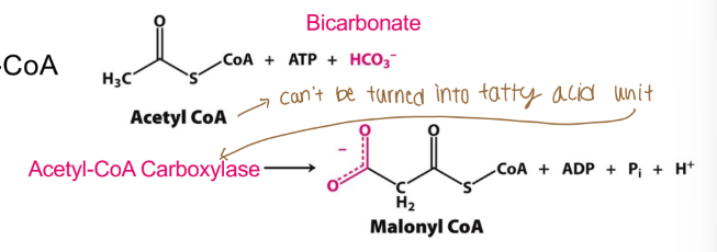 <p>The activity of what determines if fatty acids are synthesized (or if acetyl-CoA enter TCA instead)? </p>