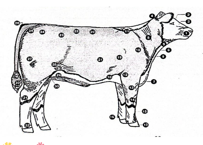 <p>21</p>