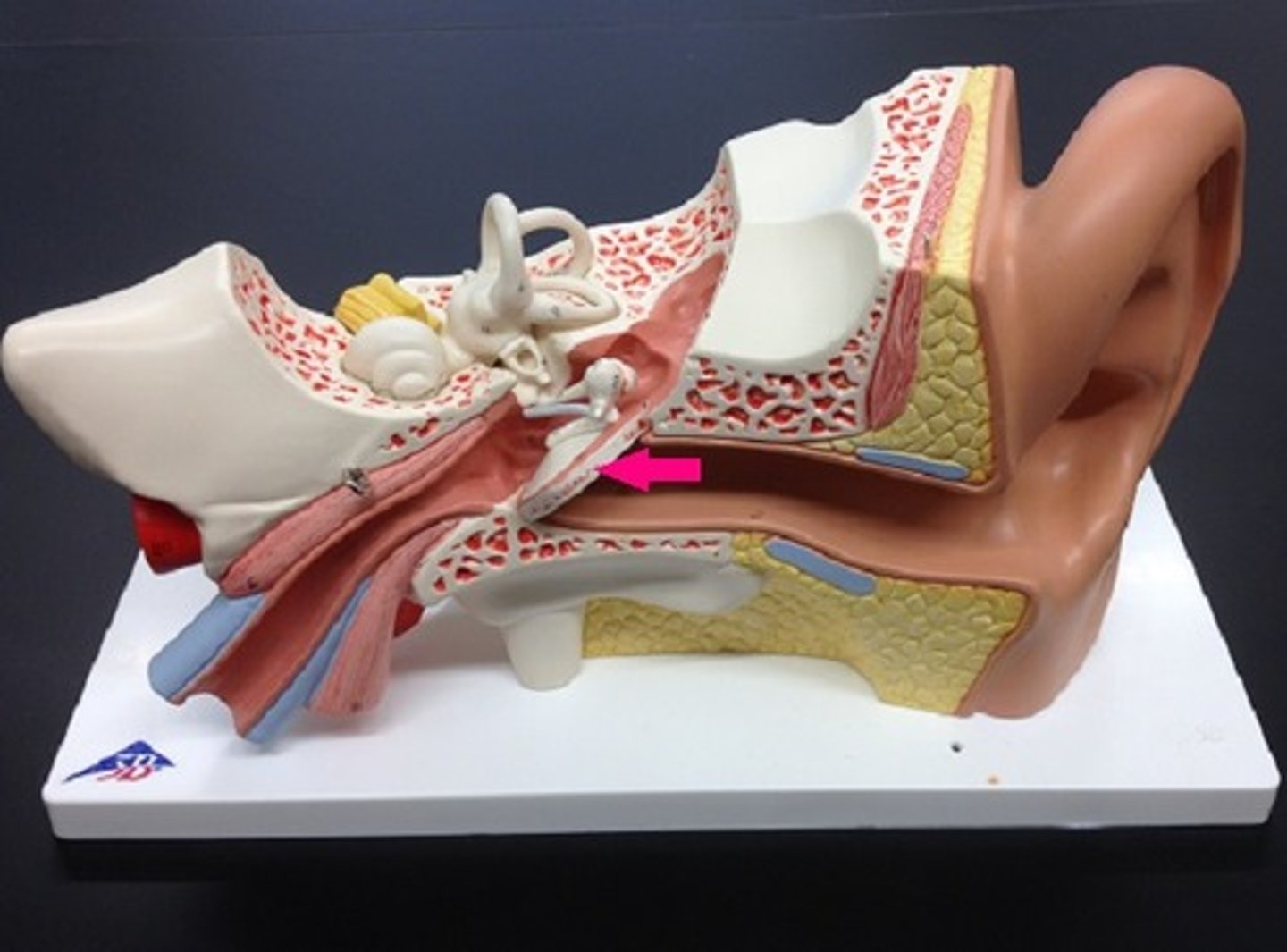 <p>The eardrum. A structure that separates the outer ear from the middle ear and vibrates in response to sound waves.</p>