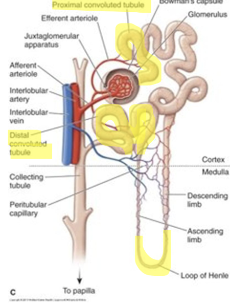 <ul><li><p>Loop diuretic → Strongest</p></li><li><p>Edema + Fluid overload + HF + Cirrhosis + Renal disease</p></li><li><p>Inhibits reabsorption of sodium and chloride in the loop of henle + proximal + distal tubule</p></li><li><p>Diuresis = Getting rid of fluid</p></li></ul><p></p>