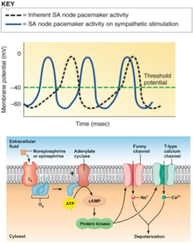 <p>-cardiac nerve goes to heart, release norepinephrine and epinephrine to <u>autorhythmic</u> cells</p><p>-binding activates GPCR, cAMP phosphorylates multiple VGC (Funny Na channels, and T-type Ca channel)</p><p>-Na and Ca enter cell, cell become more pos (depolarize)</p><p>-cell now closer to threshold = easier to reach = reach more often = faster HR</p>