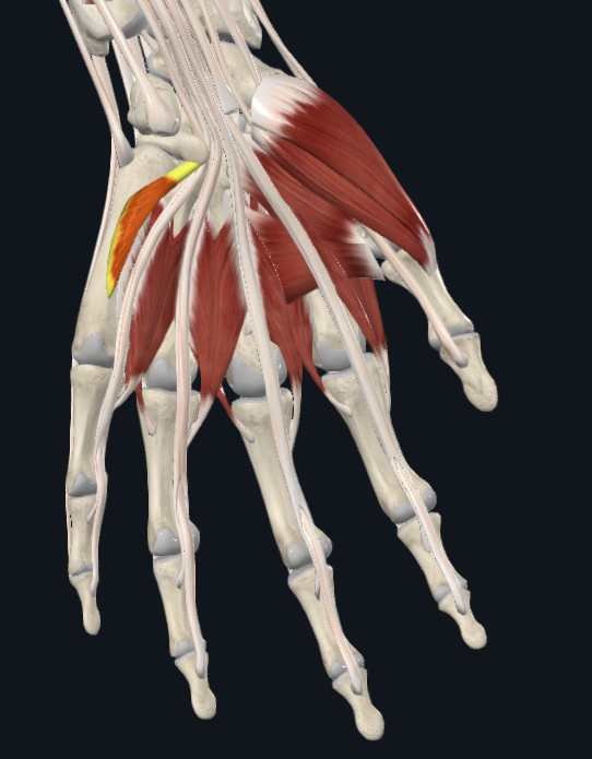 <p>What muscle is this</p>