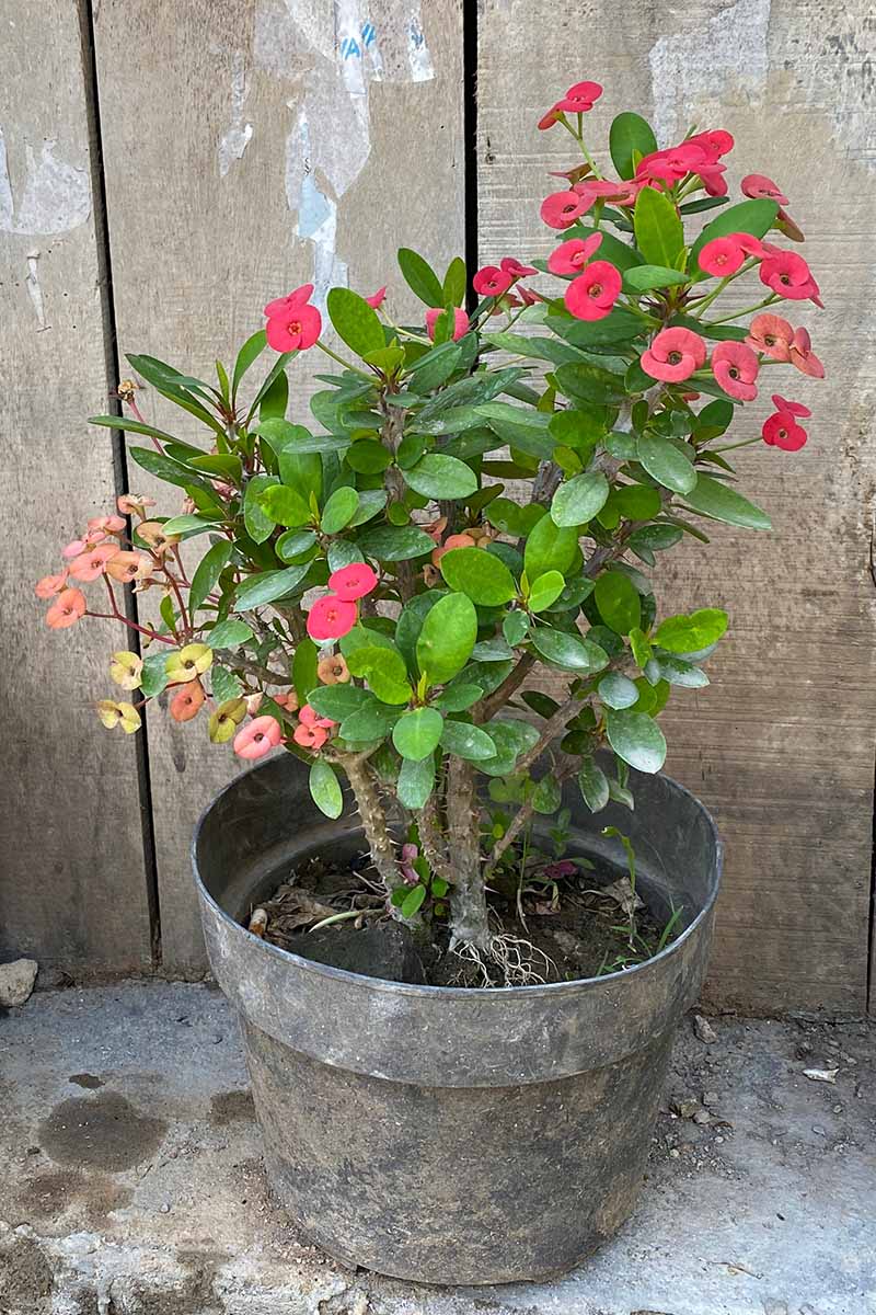 <p><em>Euphorbia milii</em> - Cold Hardiness (zone 9-11), perennial, 3-6ft tall, dry to medium watering, full sun, has sharp thorns, tolerates air pollution</p>