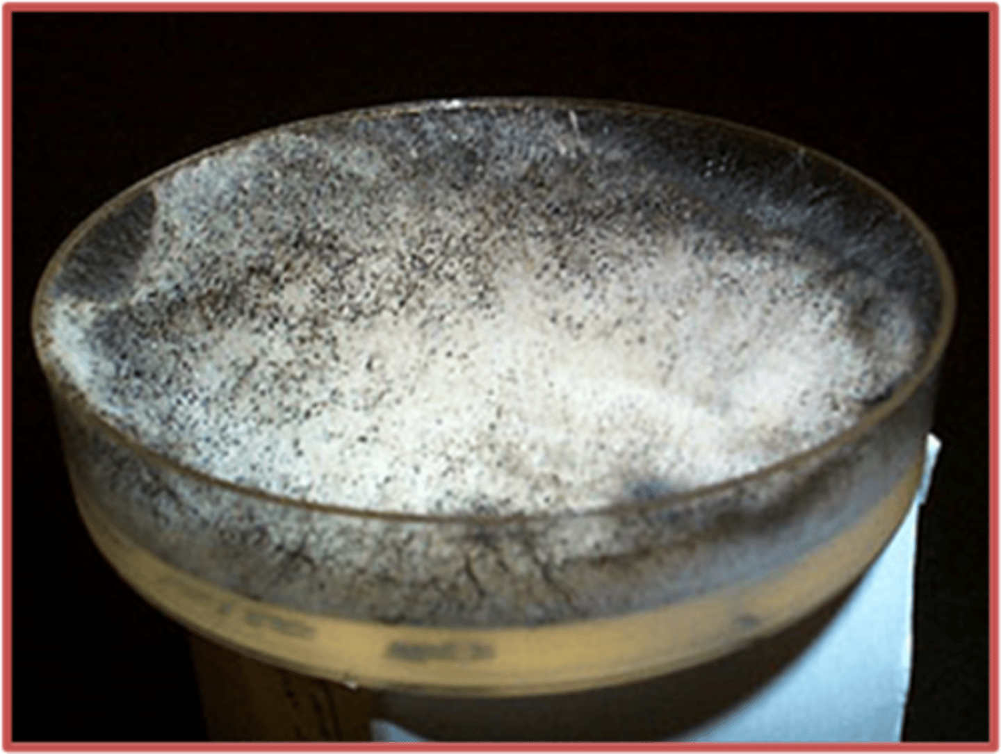<p>Mold:</p>