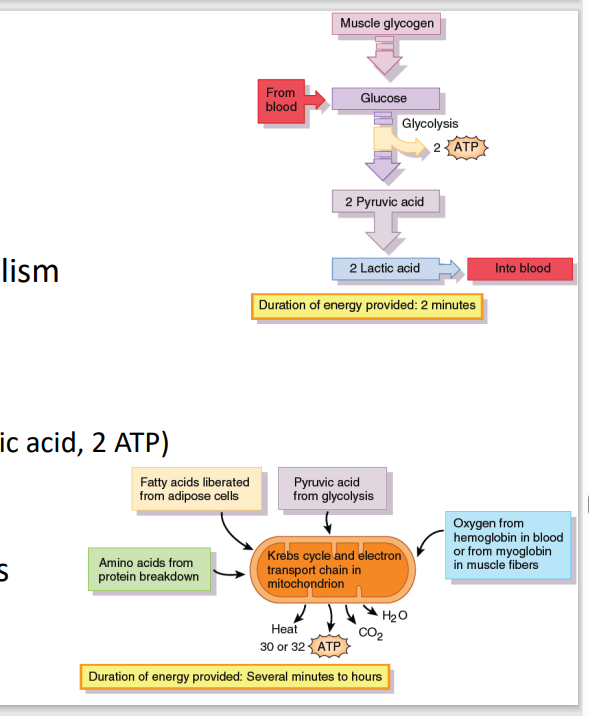 <p>A. Glucose catabolism → pyruvate (2 ATP)</p><ul><li><p><span>Creatine provides the energy for glucose metabolism converting it into pyruvate and yielding 2 ATP</span></p></li></ul><p></p>