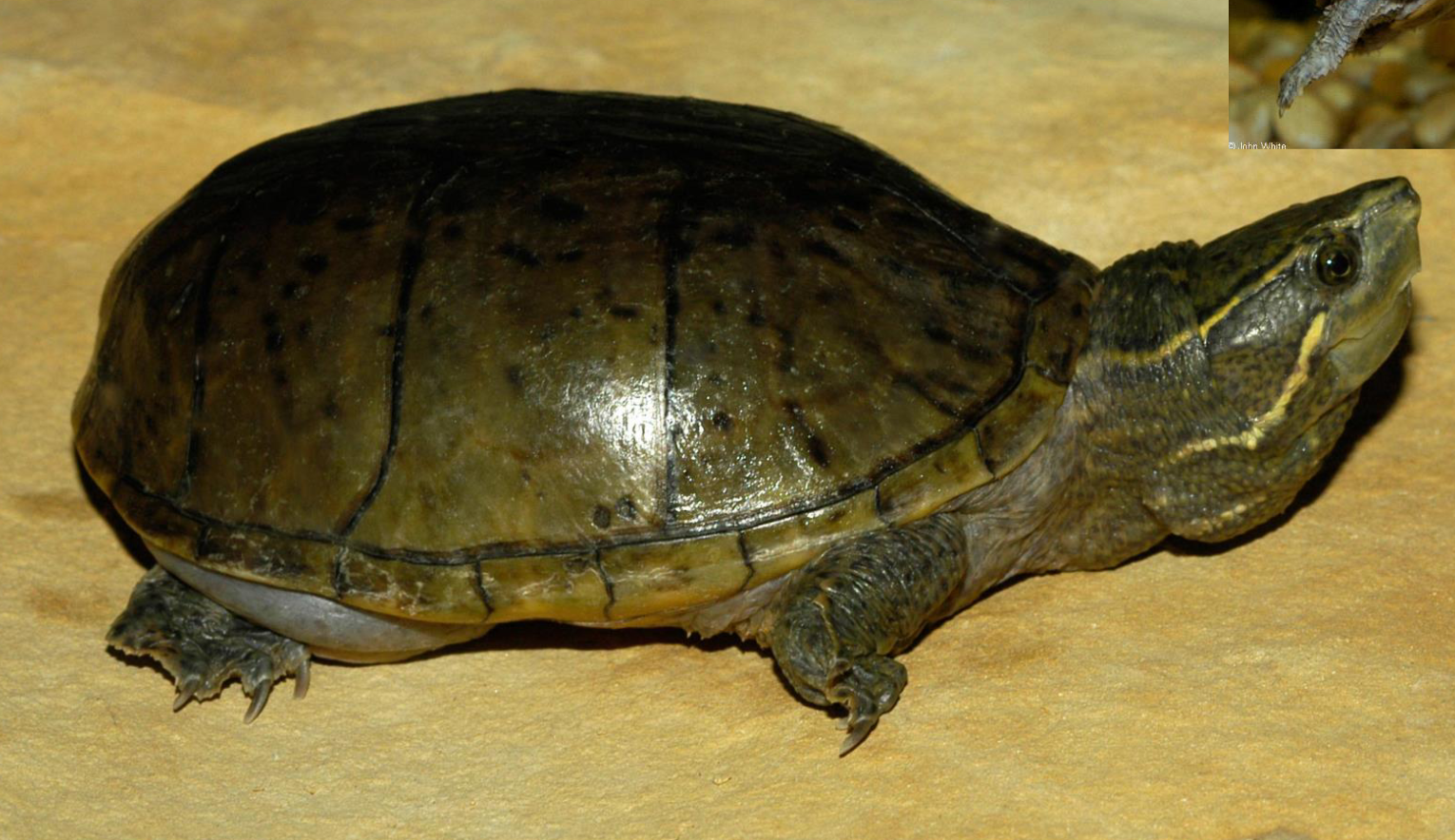 <p><span>what is this and what are its habitat and diet preferences</span></p>