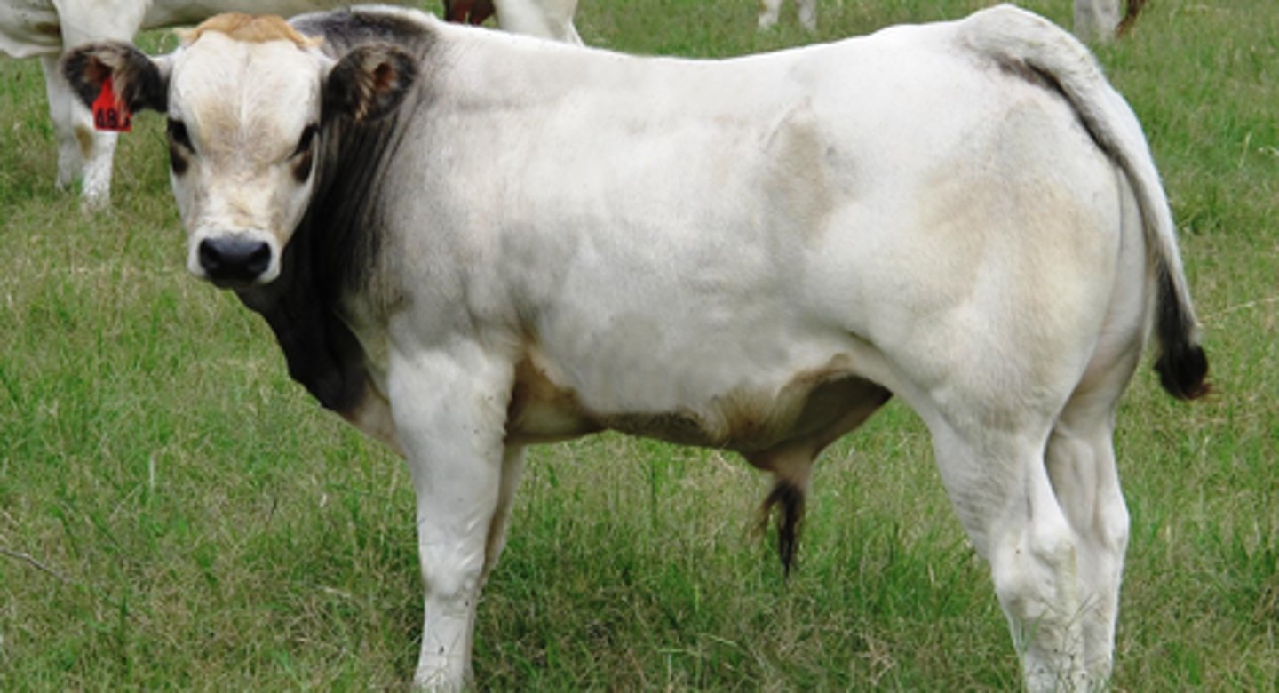 <p>halfling from bos indicus, white or gray coat, black around eyes, ears, tail and hooves, meat, semi-extensive</p>