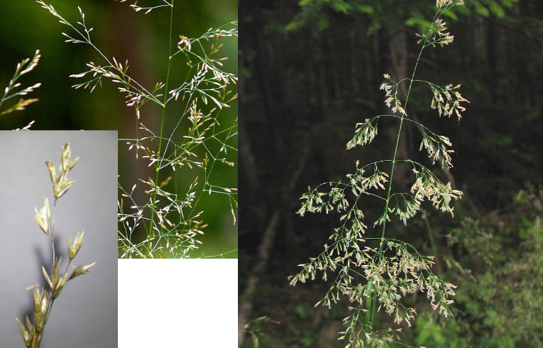 <p>thinner, sparse panicle inflorescence, dense clumping habit, cool season</p>