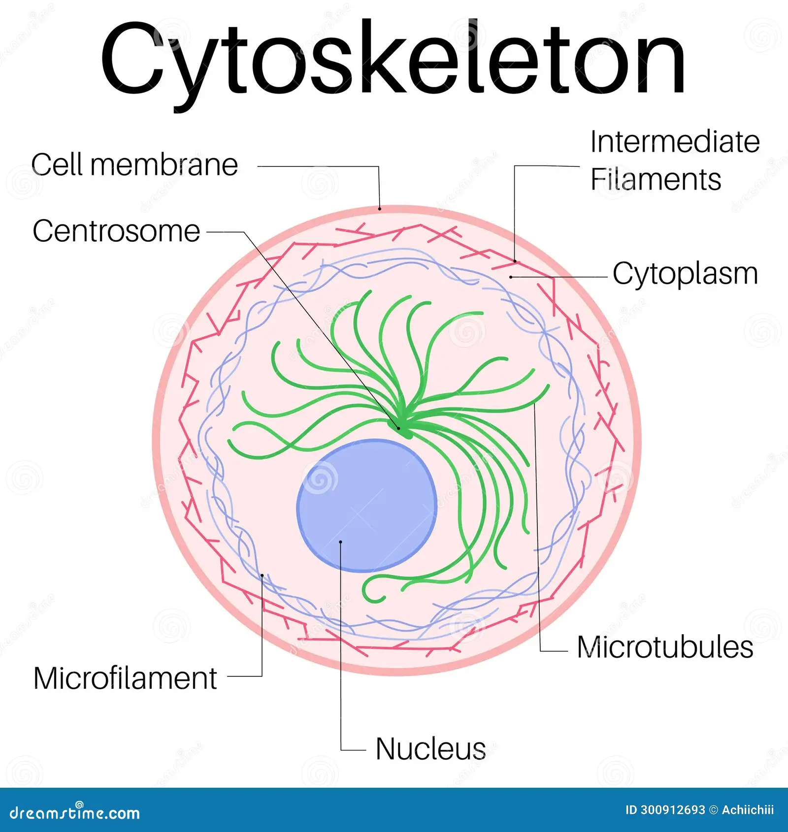 <p>Maintains a cell’s shape by securing organelles, allowing cytoplasm and vesicles to move within the cell, and enables unicellular organisms to move independently. </p>